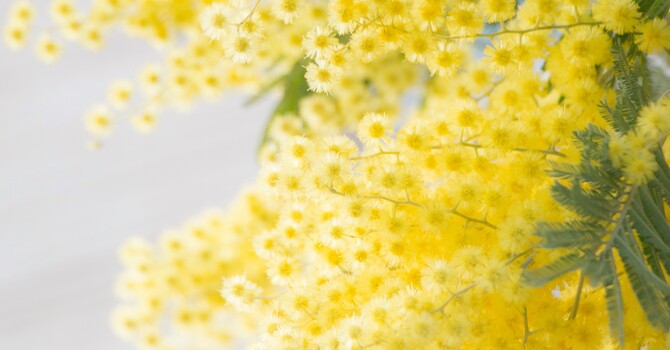 Why Acupuncture Before and After Your IVF Cycle Matter image