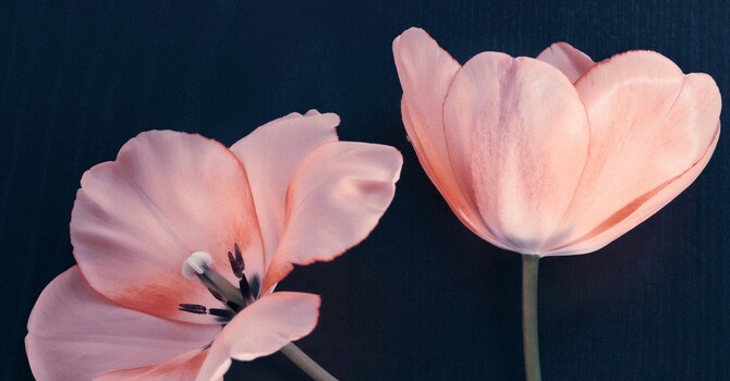 After Embryo Transfer Care: A TCM-Inspired Guide image