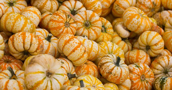 Late Summer Chinese Medicine Tips: How to Keep Your Earth Element Happy  image