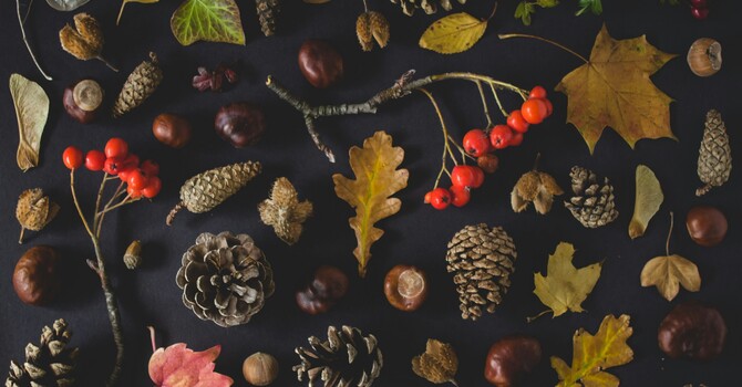 Acupuncture for a Fall Reset: Strengthening Immunity & Finding Balance image