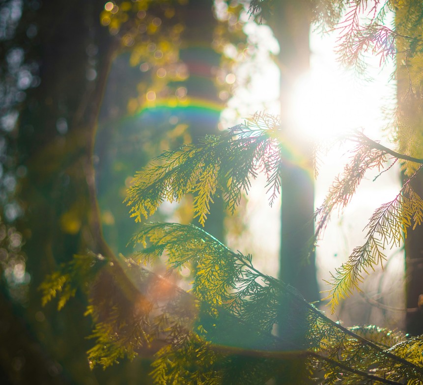 Nature scene of sunlight and rainbow through trees, reflecting hope and hormone balance in perimenopause.