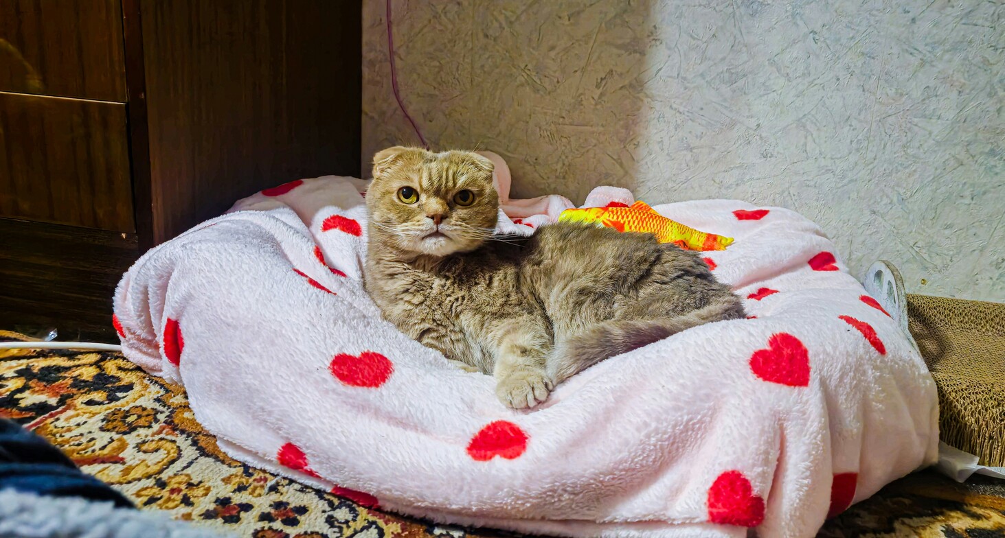 Peaceful cat resting on heart-patterned bed representing calm Shen and restful sleep in Evanston