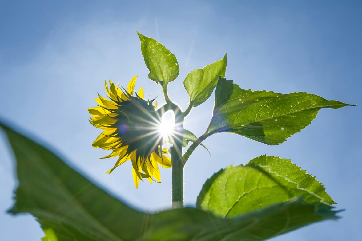 Acupuncture treatment for fall wellness and seasonal health at Lisa Meyerson Acupuncture in Evanston.