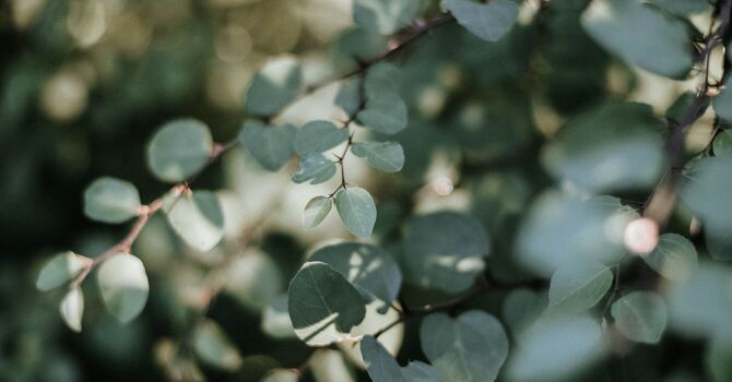 Feeling Stuck? How Acupuncture in Evanston Can Help You Find Clarity and Momentum